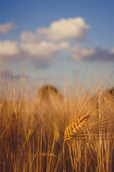 麦畑と上記と雲と青空 — ストック写真