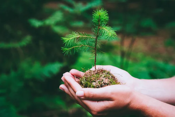 Vrouwelijke hand bedrijf sprout wilde naaldboom in natuur groene woud. De dag van de aarde opslaan milieu concept. Groeiende zaailing boswachter planten — Stockfoto