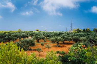 Yunanistan Adaları peyzaj tarım alanları kırmızı kil toprak zeytin ile
