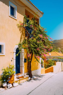 Assos köyü. Geleneksel sarı renkli Yunan ev ile parlak mavi kapı ve pencere eşiği. Fucsia bitki çiçek çevresinde giriş kapısı hoş geldiniz. Kefalonia island, Yunanistan