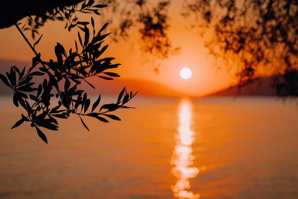 Silhouette branche d'olivier au lever du soleil chaud du matin. Forme du soleil au-dessus de la mer Méditerranée. Rayon solaire réflexion faisceaux de bokeh sur la surface de l'eau ondulée dans les premières heures — Photo