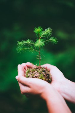 El tutma filiz doğa yeşil ormanda wilde çam ağacı. Dünya günü çevre kavramı kaydetmek. Dikim büyüyen fide forester
