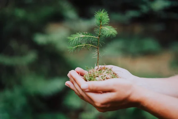 Vrouwelijke hand bedrijf sprout wilde naaldboom in natuur groene woud. De dag van de aarde opslaan milieu concept. Groeiende zaailing boswachter planten — Stockfoto