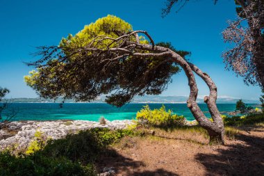 Akdeniz manzara kenarı çam ağacı ile Rüzgar, Zümrüt koyu denizden doğru eğildi ve berrak su, Yunanistan