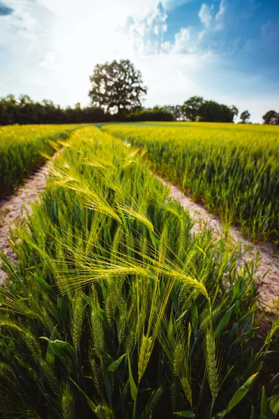 Green wheat field and an oak tree and blue sky on background — Stock Photo, Image