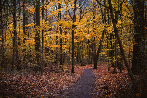 Herbstwaldszene. Kurvenreicher Wanderweg Laubfall und Pfütze — Stockfoto