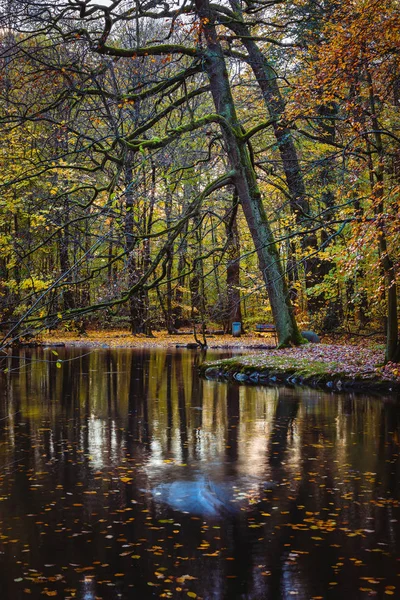 Autunno bellissimi rami d'albero e foglie che si riflettono sulla superficie dell'acqua dello stagno in un parco cittadino. Amburgo, Germania — Foto Stock