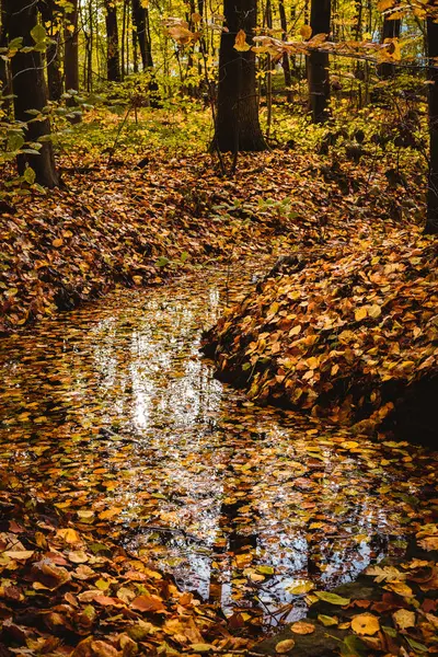 Schöne bunte Landschaft mit einem Bach und Wald in herbstlichen Farben. Spätherbst — Stockfoto