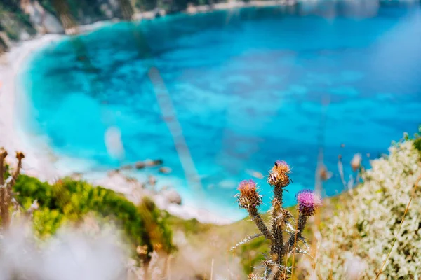 Fiore di cardo su sfondo sfocato con azzurro acqua di mare spiaggia petani. Estate sull'isola di Cefalonia, Grecia, Europa . — Foto Stock