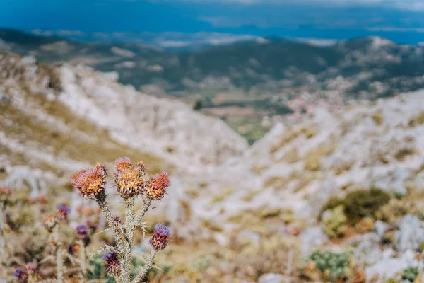 Растение чертополох кретикум цветет перед потрясающей греческой горой. — стоковое фото