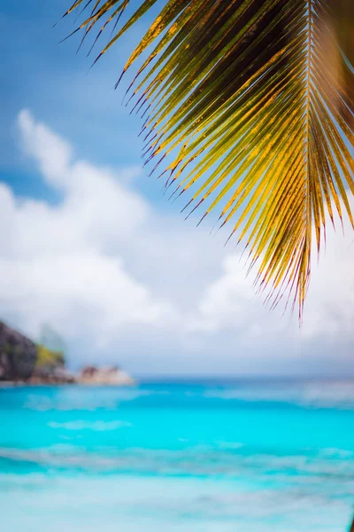 Ramo di palma contro l'oceano blu, sfondo sfocato, estate disegno astratto sfondo, vacanza al mare viaggio esotico concetto di vacanza tropicale — Foto Stock