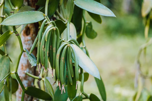 Primo piano della pianta di vaniglia baccello verde sulla piantagione. Agricoltura in clima tropicale — Foto Stock