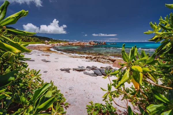 Tropisk strand på La Digue Island, Seychellerna. Frodig grön vegetation på White Sand Paradise Beach. Turkos blå lagun och unik granit klippformation i bakgrunden — Stockfoto