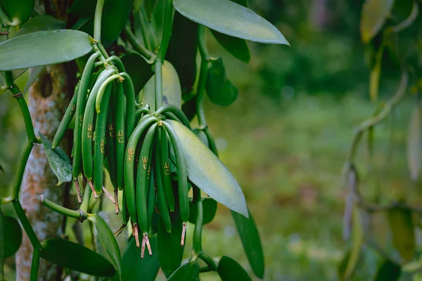 Primer plano de vainas de vainilla en la plantación. Isla La digue, agricultura en clima tropical —  Fotos de Stock
