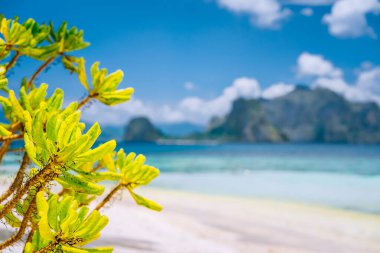 El Nido, Palawan, Filipinler. Arka planda bulanık okyanus ve adaya karşı tropik plaj manzarası