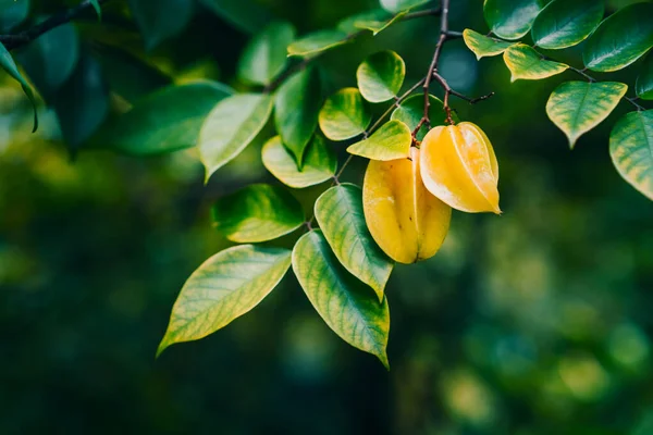 As maçãs estrela ou carambola pendurado nas árvores contra fundo escuro — Fotografia de Stock