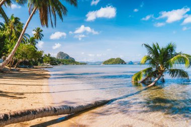 El Nido, Palawan, Filipinler 'de devrilmiş palmiye ağaçları olan kumsal..