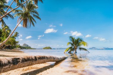 El Nido, Palawan, Filipinler 'deki kumlu Corong plajındaki lagün suyunda düşmüş palmiye ağacı kökü..