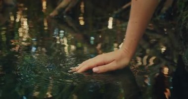 Meksika 'nın Yucatan Yarımadası' ndaki mangrov tepe örtüsünün altındaki sakin sulara nazikçe dokunuyor..