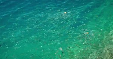 Kristal berrak Adriyatik Denizi sularında yoğun balık sürüsü yüzeye yakın yüzüyor.