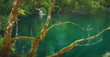 Hırvatistan 'da yaz aylarında Plitvice Gölünde yosunlu ağaçlarla çevrili temiz zümrüt gölü.
