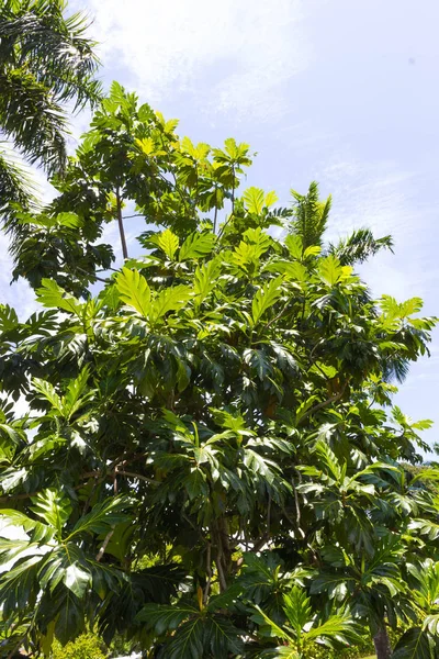 Dojrzałe breadfruits, wiszące na drzewie. Istnieje wiele drzewa chlebowego wokół. — Zdjęcie stockowe