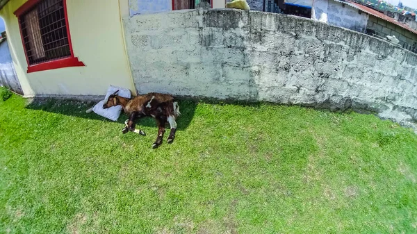 Sesta da tarde - dormindo engraçado e gordinho, relaxando e descansando cabra — Fotografia de Stock