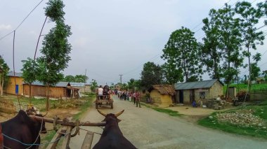 Chitwan, Nepal - 09 Nisan 2018: boğa safari Chitwan Milli Parkı, Nepal