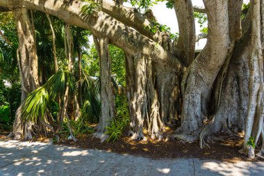 büyük Hint inciri ağacı bahçede