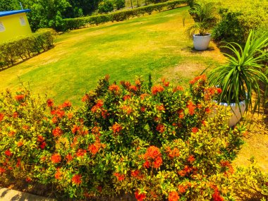 Yeşil doğal park Peyzaj sahne Ys düşüyor, Jamaica
