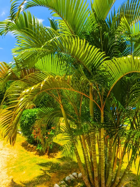 Зелений природний парк краєвид пейзажі на Ys падає, Ямайка — стокове фото