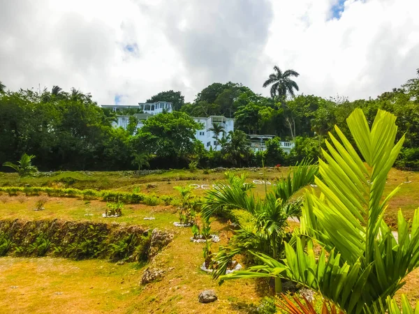 Grüne Naturpark-Landschaft an den Wasserfällen, Jamaica — Stockfoto