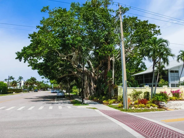 Gran árbol de banyan en el jardín — Foto de Stock