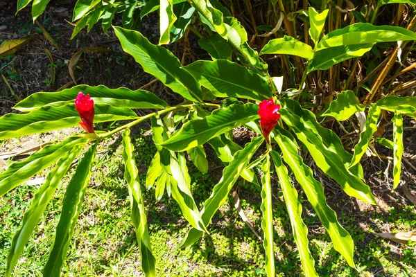 Yeşil doğal park Peyzaj sahne Ys düşüyor, Jamaica — Stok fotoğraf