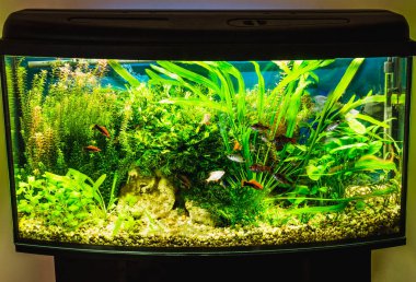 tank akvaryum balıklarla dolu yakın çekim