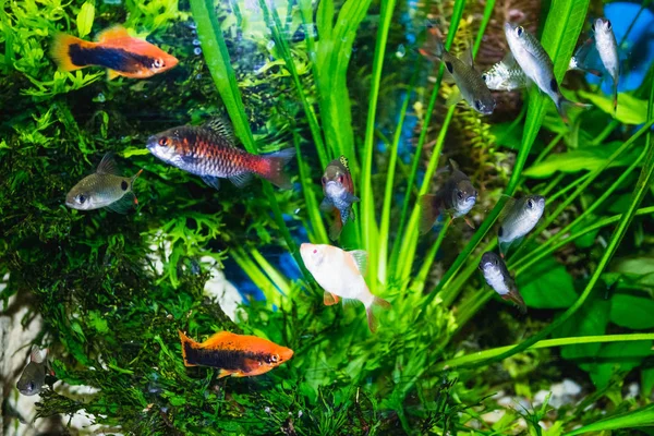 Close-up de aquário cheio de peixes — Fotografia de Stock
