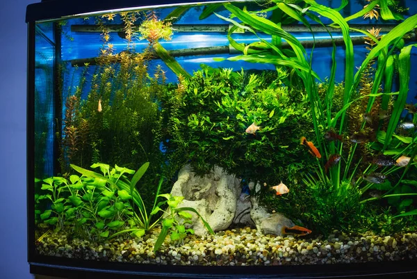 Bliska zbiornika akwarium pełne ryb — Zdjęcie stockowe