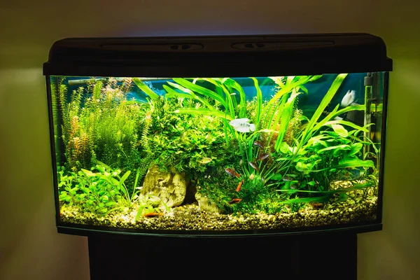 Close up of aquarium tank full of fish — Stock Photo, Image