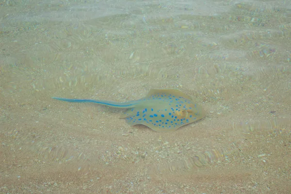 Stingray peces nadando en las aguas marinas poco profundas . — Foto de Stock