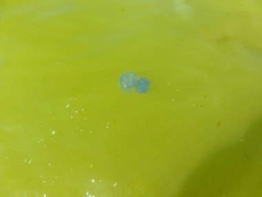 Bir yaz gününde, Ukrayna köy Karadeniz kıyısında büyük denizanası