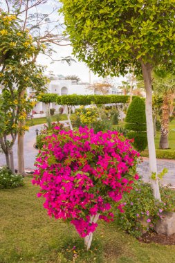 Sharm El Sheikh, Mısır - 31 Aralık 2018: Tropikal lüks Sultan bahçeleri Resort Red Sea Beach.