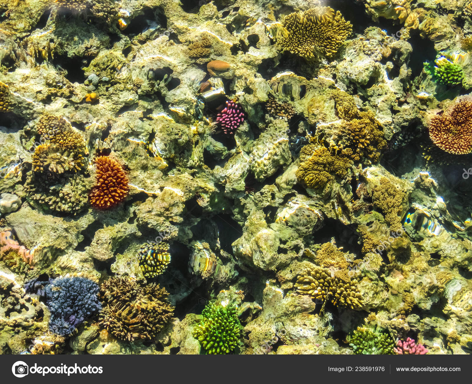 Download Wonderful And Beautiful Underwater World With Corals And Tropical Free HD Get Wallpaper Wonderful And Beautiful Underwater World With Corals And Tropical For Android Free