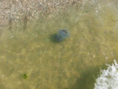 Bir yaz gününde, Ukrayna köy Karadeniz kıyısında büyük denizanası