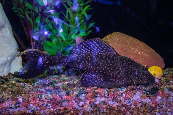 Fische im Süßwasseraquarium mit grün schön bepflanzten tropischen — Stockfoto