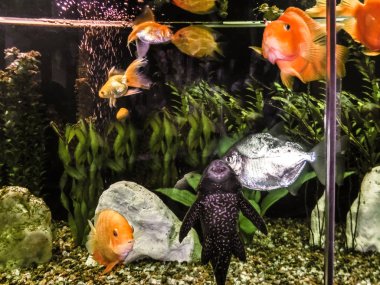 tank akvaryum balıklarla dolu yakın çekim