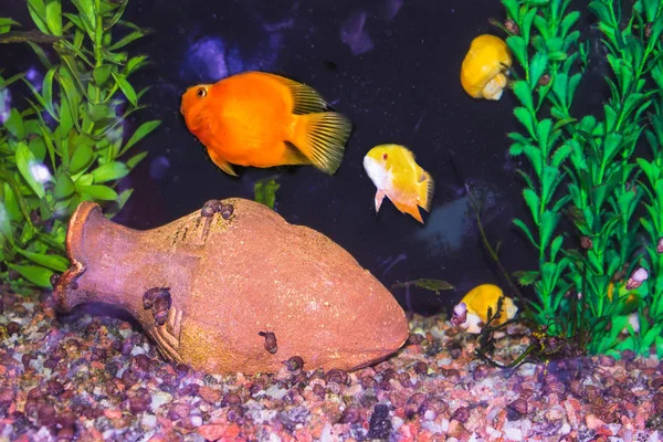 Nahaufnahme des Aquariums voller Fische — Stockfoto