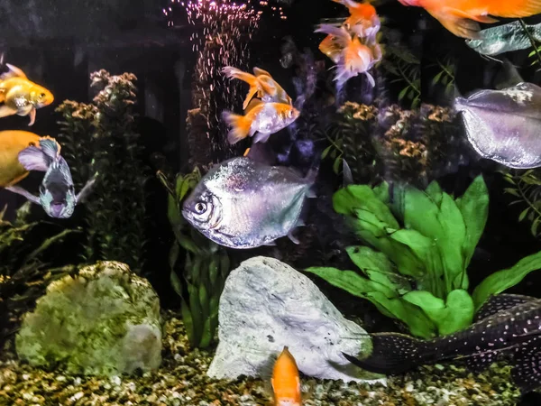 Nahaufnahme des Aquariums voller Fische — Stockfoto