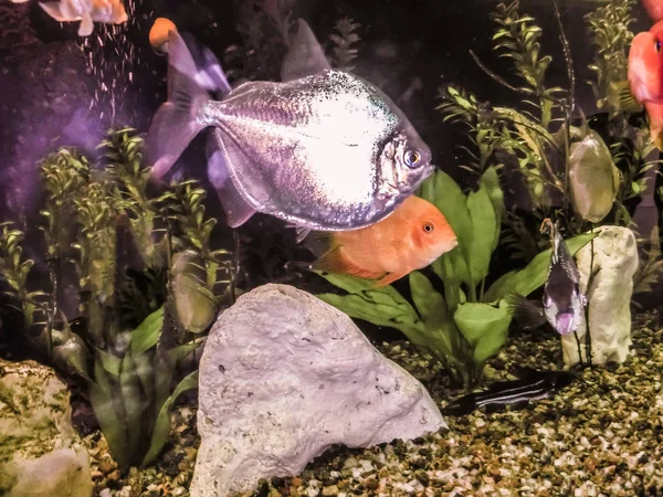 Primer plano del acuario lleno de peces — Foto de Stock