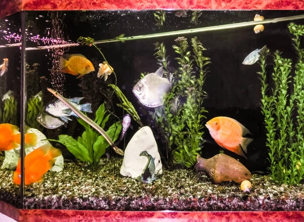 Close-up de aquário cheio de peixes — Fotografia de Stock