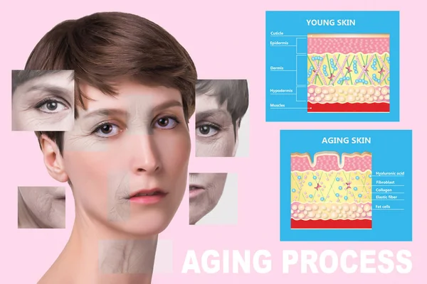 younger skin and aging skin. elastin and collagen.